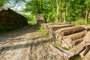 Forestys-coupe-gestion
