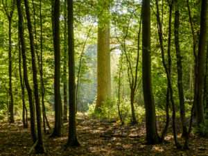 Forestys-contact-gestion-foret