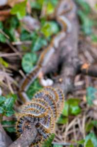 forestys-enjeux-chenille-processionnaire
