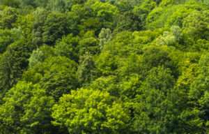 Forestys-solutions-cartographie-forestière