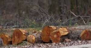 Grumes d'aulne en bordure de route forestière