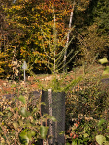 Plantation de mélèze avec manchon