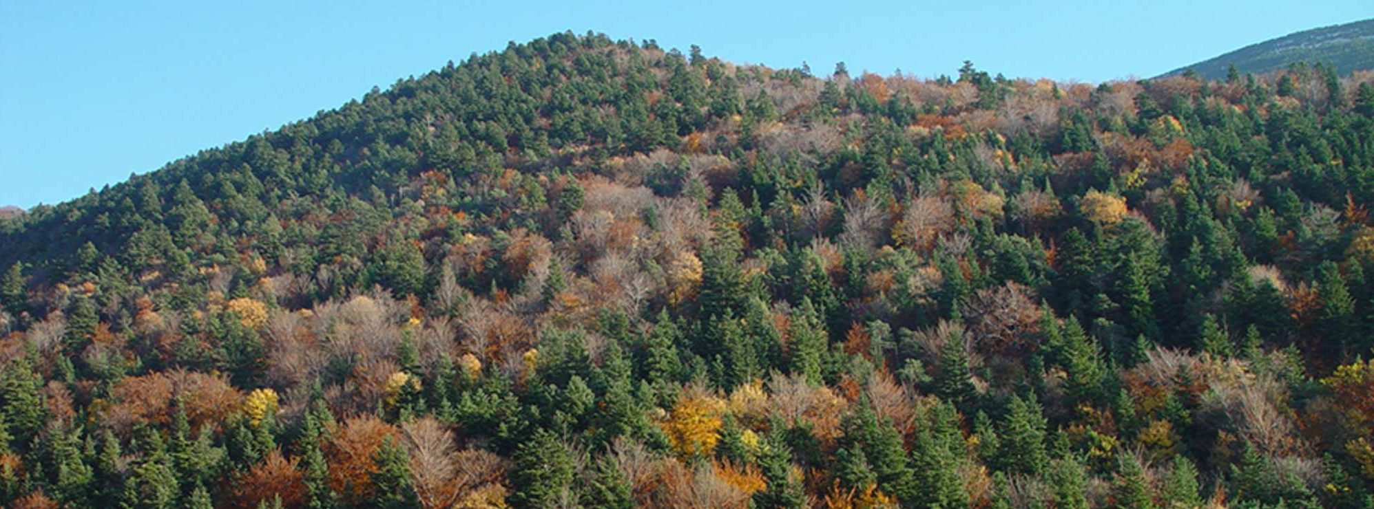 Forêt mixte exposée au changement climatique. Mont Ventoux.