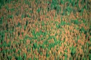 Dégâts d'une infestation de dendroctone dans une forêt d'épicéa