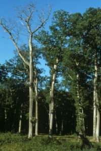 Prestations : zonage climat essences