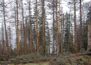 Santé des_forêts : impact de scolytes