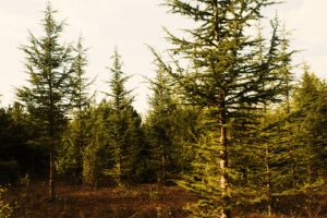 Enjeu forestier : choix des essences