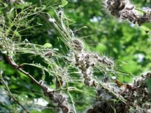 Défoliation : processionnaires du chêne