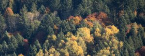 Forêt de montagne à l'automne, sapin et hêtre