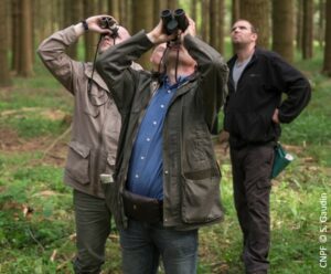 Observation en forêt